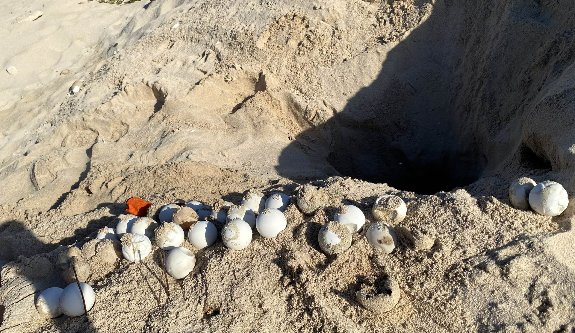 Liberación de tortugas marinas