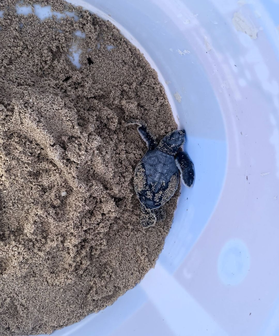 Evidencia de conservación de tortugas marinas